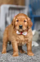 Frosty, a female Golden Retriever for sale in Fresno, OH – Photo 8 of 8