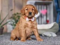 Frosty, a female Golden Retriever for sale in Fresno, OH – Photo 2 of 8