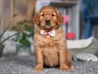 Frosty, a female Golden Retriever for sale in Fresno, OH – Photo 6 of 8