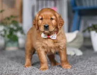 Frosty, a female Golden Retriever for sale in Fresno, OH – Photo 4 of 8