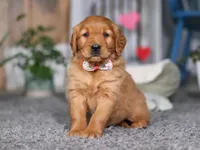 Frosty, a female Golden Retriever for sale in Fresno, OH – Photo 3 of 8