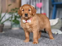 Frosty, a female Golden Retriever for sale in Fresno, OH – Photo 5 of 8