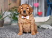 Frosty, a female Golden Retriever for sale in Fresno, OH – Photo 1 of 8