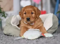 Frosty, a female Golden Retriever for sale in Fresno, OH – Photo 7 of 8
