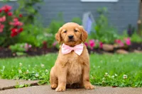 Banana, a female Golden Retriever for sale in Fresno, OH – 1 of 7