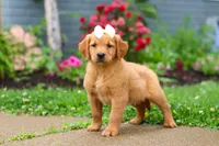 Beauty, a female Golden Retriever for sale in Fresno, OH – 8 of 10