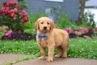 Biscuit, a male Golden Retriever for sale in Fresno, OH – 2 of 8
