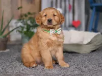 FireBall, a male Golden Retriever for sale in Fresno, OH – Photo 3 of 7