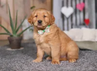 FireBall, a male Golden Retriever for sale in Fresno, OH – Photo 7 of 7