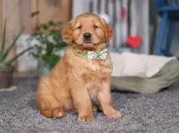 FireBall, a male Golden Retriever for sale in Fresno, OH – Photo 6 of 7