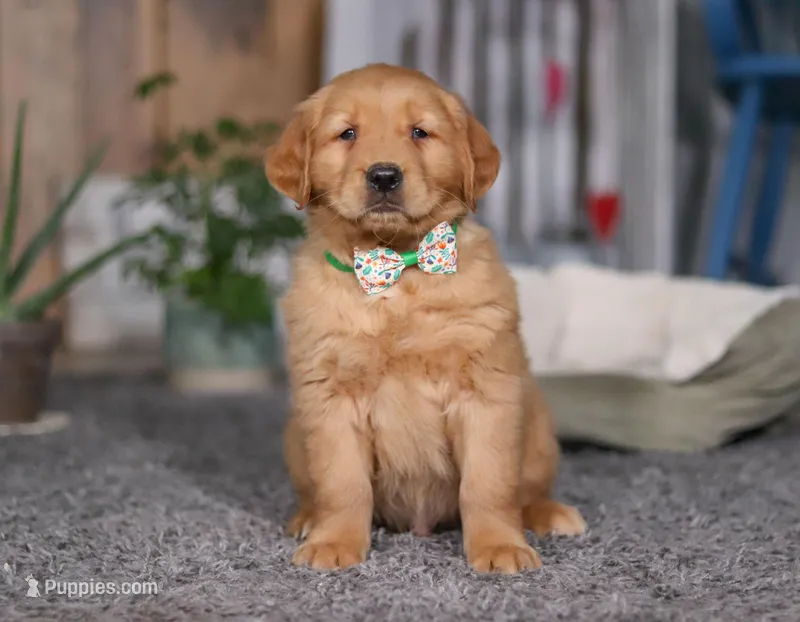 FireBall, a male Golden Retriever for sale in Fresno, OH – Photo 1 of 7