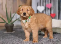 FireBall, a male Golden Retriever for sale in Fresno, OH – Photo 4 of 7