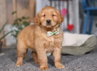 FireBall, a male Golden Retriever for sale in Fresno, OH – Photo 2 of 7