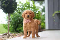 Bailey, a female Golden Retriever for sale in Fresno, OH – 5 of 9