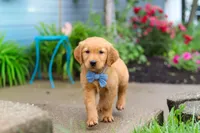 Beaver, a male Golden Retriever for sale in Fresno, OH – 7 of 8