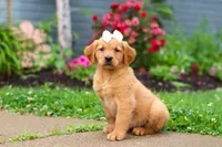 Beauty, a female Golden Retriever for sale in Fresno, OH – 5 of 10