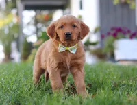 Corny Dog, a male Golden Retriever for sale in Fresno, OH – Photo 3 of 7