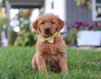 Corny Dog, a male Golden Retriever for sale in Fresno, OH – Photo 2 of 7