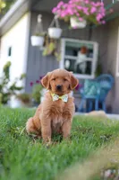 Corny Dog, a male Golden Retriever for sale in Fresno, OH – Photo 6 of 7