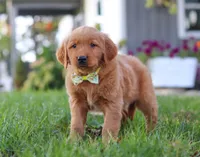 Corny Dog, a male Golden Retriever for sale in Fresno, OH – Photo 5 of 7
