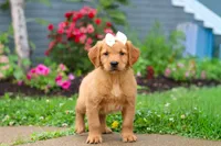 Beauty, a female Golden Retriever for sale in Fresno, OH – 2 of 10