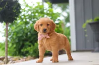Bailey, a female Golden Retriever for sale in Fresno, OH – 6 of 9