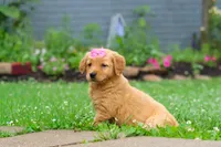 Barba, a female Golden Retriever for sale in Fresno, OH – 6 of 8