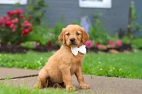 Bubbles, a male Golden Retriever for sale in Fresno, OH – 8 of 9