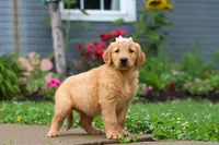 Bambo, a female Golden Retriever for sale in Fresno, OH – 4 of 8