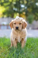 Clowny, a female Golden Retriever for sale in Fresno, OH – Photo 6 of 6