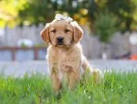 Clowny, a female Golden Retriever for sale in Fresno, OH – Photo 1 of 6