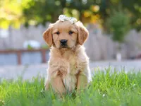 Clowny, a female Golden Retriever for sale in Fresno, OH – Photo 3 of 6