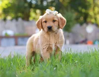 Clowny, a female Golden Retriever for sale in Fresno, OH – Photo 4 of 6