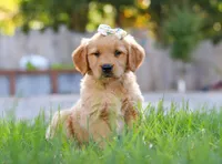 Clowny, a female Golden Retriever for sale in Fresno, OH – Photo 2 of 6