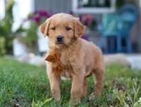 Combo, a male Golden Retriever for sale in Fresno, OH – Photo 5 of 7