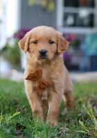 Combo, a male Golden Retriever for sale in Fresno, OH – Photo 7 of 7