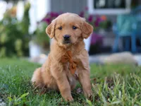 Combo, a male Golden Retriever for sale in Fresno, OH – Photo 3 of 7