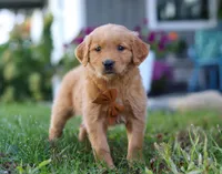 Combo, a male Golden Retriever for sale in Fresno, OH – Photo 4 of 7