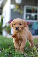 Combo, a male Golden Retriever for sale in Fresno, OH – Photo 6 of 7