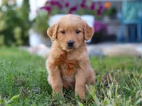 Combo, a male Golden Retriever for sale in Fresno, OH – Photo 2 of 7