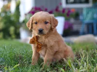 Combo, a male Golden Retriever for sale in Fresno, OH – Photo 1 of 7