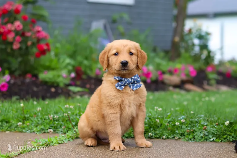 Biscuit – Golden Retriever puppy for sale in Fresno, OH