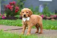 Bubbles, a male Golden Retriever for sale in Fresno, OH – 6 of 9