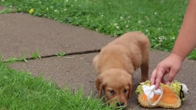 Bubbles, a male Golden Retriever for sale in Fresno, OH – 9 of 9