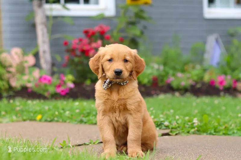 Buster – Golden Retriever puppy for sale in Fresno, OH