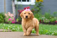 Barba, a female Golden Retriever for sale in Fresno, OH – 3 of 8