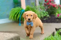 Beaver, a male Golden Retriever for sale in Fresno, OH – 2 of 8