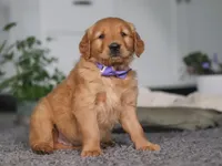 Foxey, a female Golden Retriever for sale in Fresno, OH – Photo 5 of 7