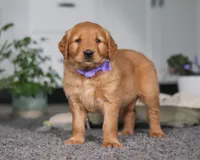 Foxey, a female Golden Retriever for sale in Fresno, OH – Photo 7 of 7