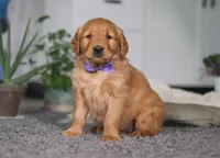 Foxey, a female Golden Retriever for sale in Fresno, OH – Photo 2 of 7